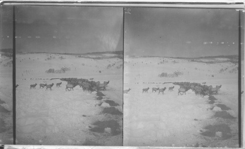 The Elk Herd Feeding on Hay in the Wintertime, Yellowstone Park, Wyoming