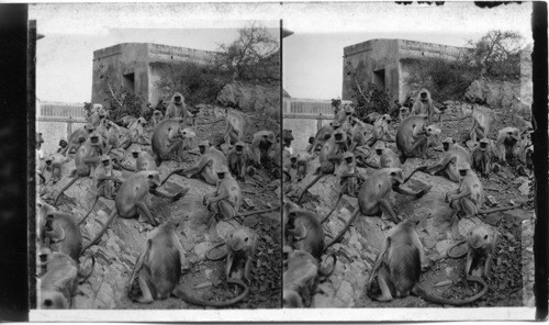 Sacred Monkeys Galla, India- close-up of a large number near Jaipur