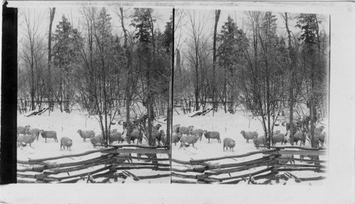 Winter Foraging, A Michigan Ranch