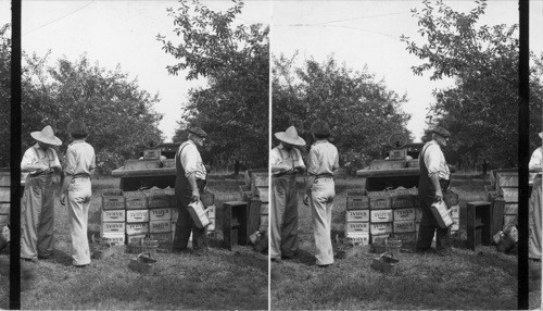 Picking Cherries - Lake Erie Fruit Section. Pa