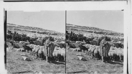 The Shepherd and his flock - the sheep and the goats. Palestine