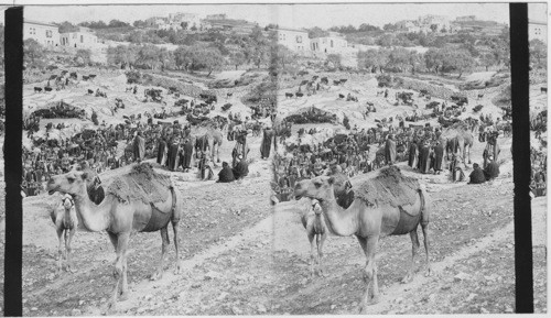 Tradition camels, cattle and asses - Pool of Gihon, Jerusalem, Palestine