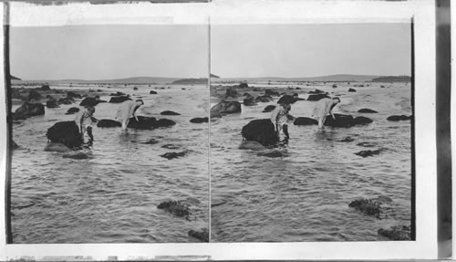 Gathering Dulse - Bay of Fundry, St. John - New Brunswick. Canada