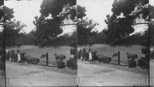 Buffalo in Lincoln Park, Chicago, Ill (?)