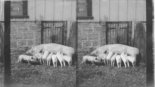 Stockholders Waiting For Dividends, Guelph Model Farm, Canada