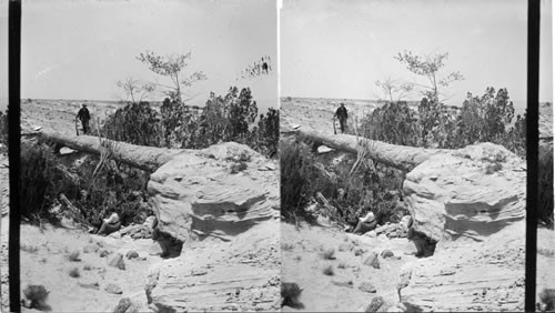 A fallen monarch of an unknown age, Petrified Forest. Arizona