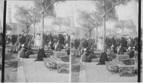 The poultry section of an Arab bazaar- Cairo. Egypt