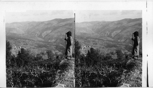 Where Silk is king - view over silkworm plantation in Lebanon Mts. Syria