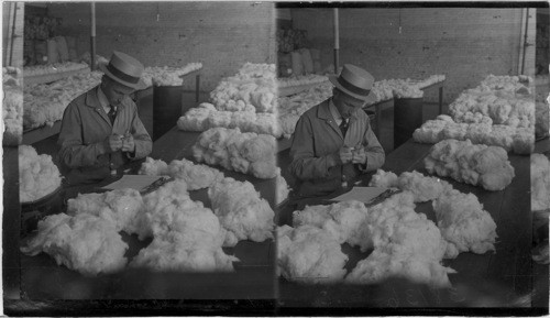 Examining Cotton for staple, Pacific Mills, Lawrence, Mass