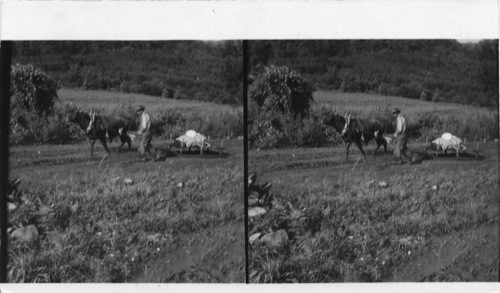 Cherokee Indian on the Qualla Reservation carries bags of feed on his ox-drawn sled up the dirt road from the main highway to his farm. Sawders 1949