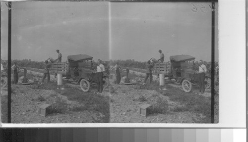 Weighing and loading beans on the field before bringing to the factory for canning, No. 45 Cannery. Ont