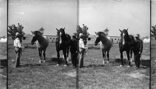 The Kingly Giants of the Colorado Stables, State Fair, Pueblo, Colorado