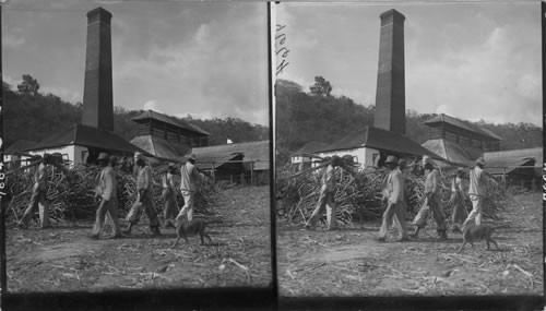 Coolies working at the mill on the sugar estate "Seven Plantations" near May Pen, Jamaica