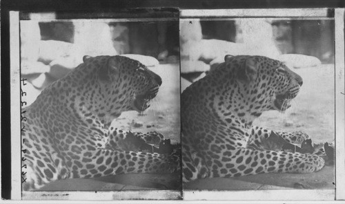 Young male African leopard, from Aiden, on the Red Sea