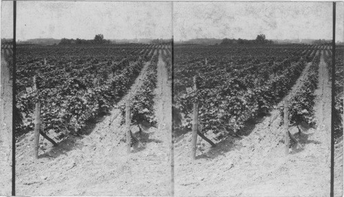 General View of Vineyard on the road to Fredonia, N.Y. near Westfield, N.Y. looking north