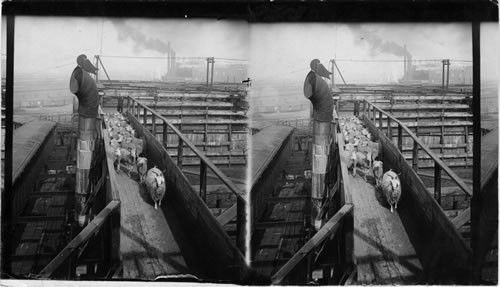 Trained Goat Leading Sheep to the Slaughter Pen. Swift & Co., Chicago, Ill