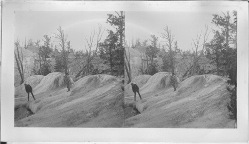 Three Zebra Terrace, Side View, Mammoth Hot Springs