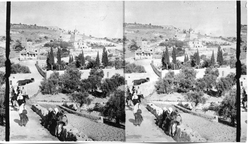 Garden of Gethesemane and Mt. of Olives. Jerusalem. Palestine