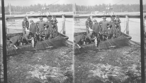 Seining for Chinook Salmon in Columbia River. Hauling in the seine. Oregon