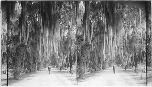 The immerse fox-tail like moss growing on oak trees at Savannah, Georgia