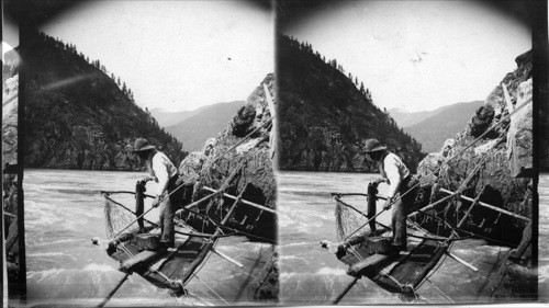 Digging Salmon in Fraser River Rapids. Canada