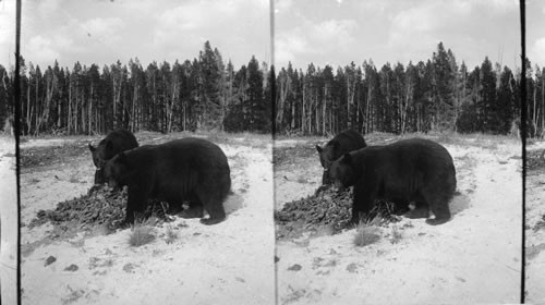 Bear on feeding ground. Yellowstone Natl. Park. Wyoming