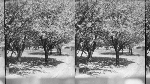 Cherry Blossoms, Wash., D.C