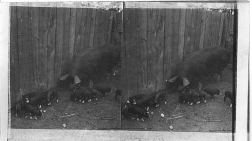 Berkshire Cow With Young. Agricultural College, Guelph. Ont