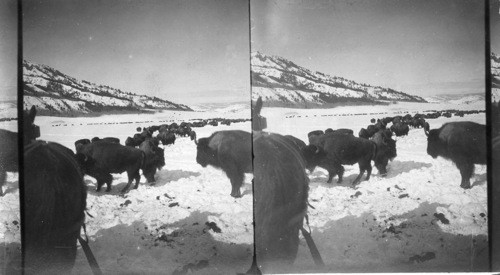 Feeding the Buffalo in Winter - Yellowstone Natl. Park, Wyoming