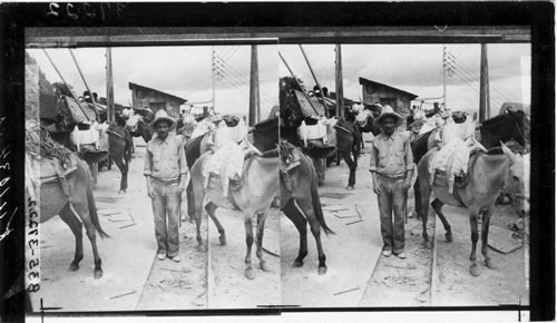 Transporting Gold Ore by Mule Caravan. Honduras. Oudine 1938-39. Not cataloged