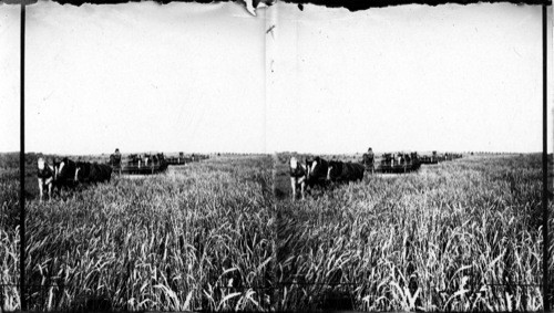 Ten binders cutting marquis wheat on the Wilson Bros. 6000 acre farm, Saskatchewan