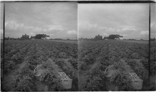 Potato Patch, Truck Farming near Buffalo, N.Y