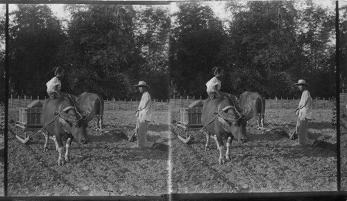 A Ploughing Scene. Philippines