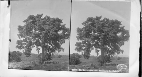 The Surrender Tree, Santiago Battlefield — Calisphere