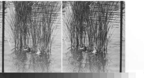 Ducks in Kennsington Gardens, London, England