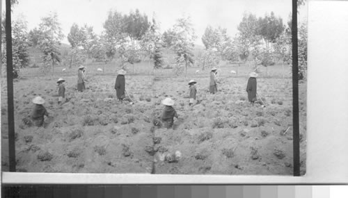 Digging Potatoes (?) Ecuador. Native women working in the fields between Ambato and Riobamba