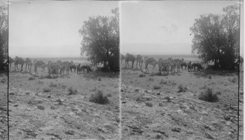 Camels. Palestine