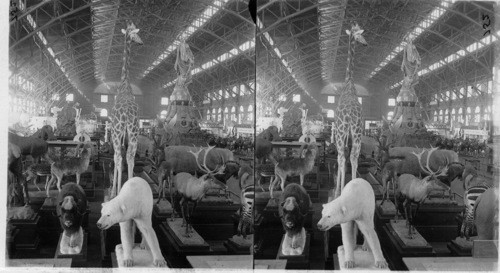 General Interior View showing Zoological Exhibit in the U.S. Government Building, St. Louis World's Fair