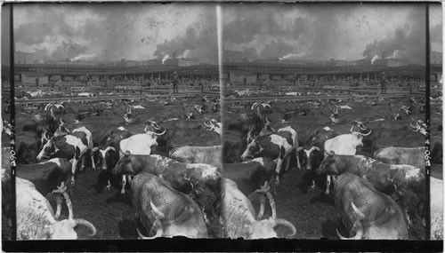 From Kansas Plains to the Corners of the Globe the go, Union Stock Yard