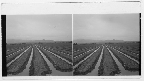 Irrigated farmlands under cultivation just east of Las Vegas on the way to El Paso, Tex