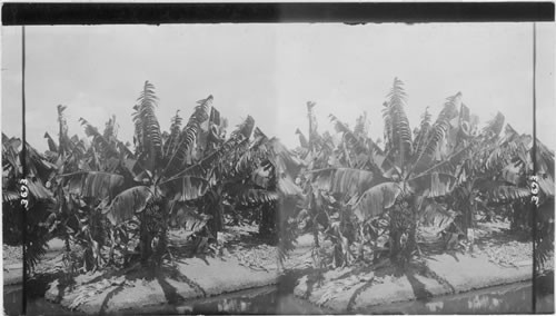 Banana trees and fruit, Hawaiian Islands