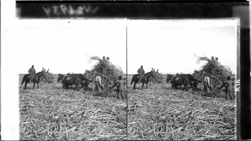 Loading the cane for a mill on a plantation, New Orleans, La