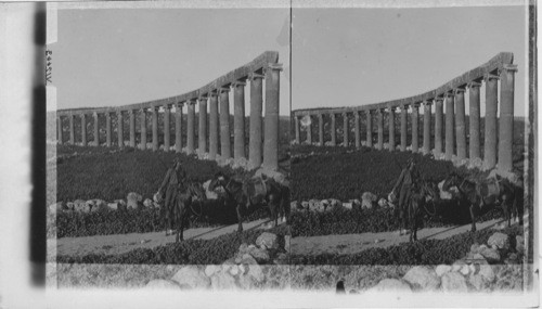 Columns of Forum, Jerash. Palestine