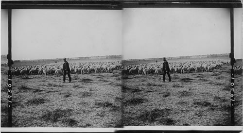 A vast herd of sheep on a Montana Ranch