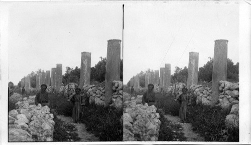 Ruins of the Splendid colonnade of Herod, Samaria. Palestine