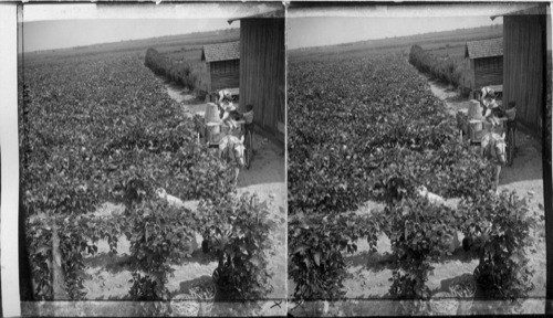 A field of lima beans on a great farm in New Jersey