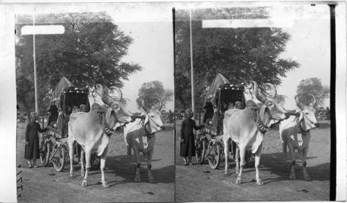 Durbar India. Hindu Driving Cart. Delhi