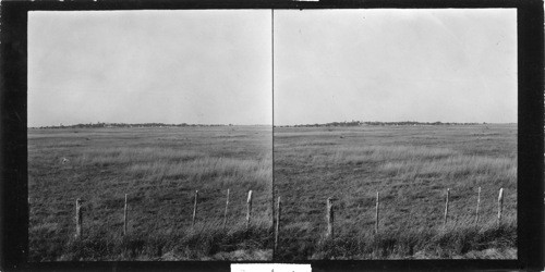 Looking at King's Ranch, from State Highway No. 141. Kingsville, Tex. #31