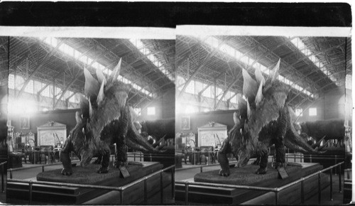 Armored Dinosaur, Smithsonian - Exhibit, Louisiana Purchase Exposition