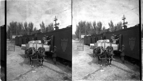 Loading apples in R.R. cars - near Grand Junction, Colo